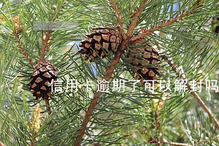 信用卡逾期了可以解封吗 信用卡逾期了可以解封吗