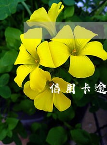 信用卡逾期了可以车贷吗 信用卡逾期了可以车贷吗
