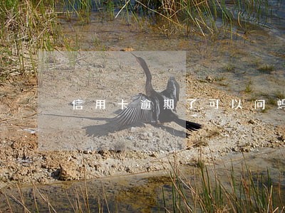信用卡逾期了可以问蚂蚁庄园吗 信用卡逾期了可以问蚂蚁庄园吗