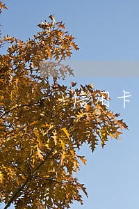 信用卡逾期了名下有车怎么办 信用卡逾期了名下有车怎么办