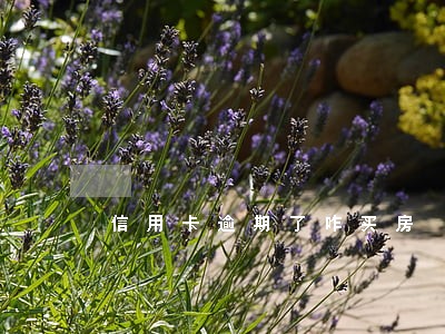 信用卡逾期了咋买房 信用卡逾期了咋买房