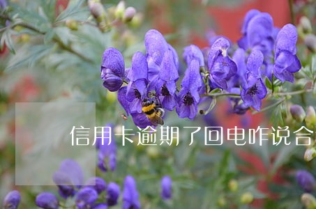 信用卡逾期了回电咋说合适 信用卡逾期了回电咋说合适
