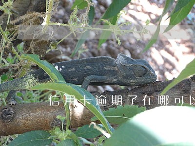 信用卡逾期了在哪可以借到钱 信用卡逾期了在哪可以借到钱