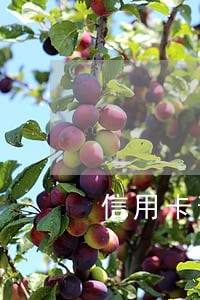 信用卡逾期了在哪可以借贷