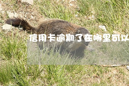 信用卡逾期了在哪里可以借到钱 信用卡逾期了在哪里可以借到钱