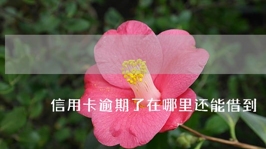 信用卡逾期了在哪里还能借到 信用卡逾期了在哪里还能借到