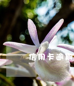 信用卡逾期了多久可以申请提额 信用卡逾期了多久可以申请提额