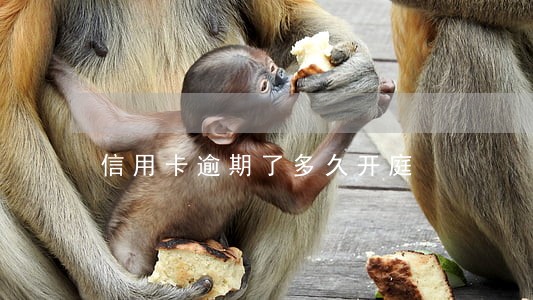 信用卡逾期了多久开庭 信用卡逾期了多久开庭