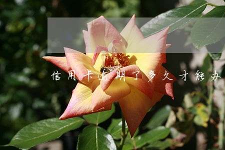 信用卡逾期了多久才能办理信用卡 信用卡逾期了多久才能办理信用卡
