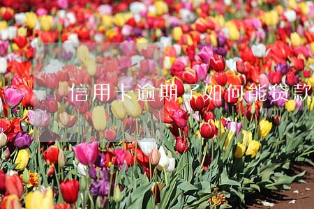 信用卡逾期了如何能贷款50万
