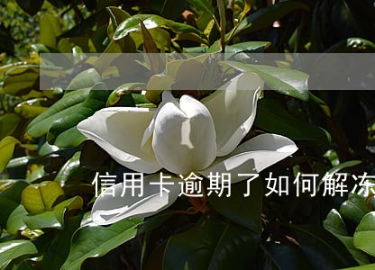 信用卡逾期了如何解冻 信用卡逾期了如何解冻