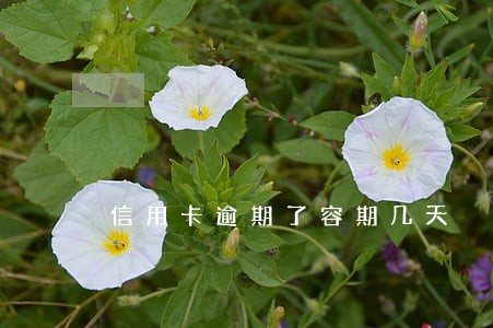 信用卡逾期了容期几天