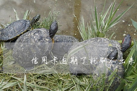 信用卡逾期了就刷不出来了吗 信用卡逾期了就刷不出来了吗