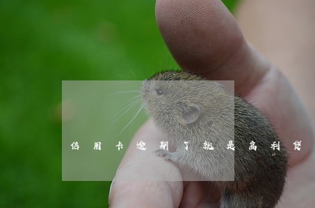 信用卡逾期了就是高利贷 信用卡逾期了就是高利贷