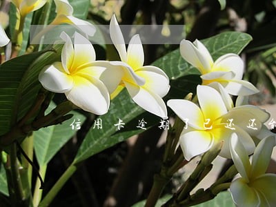 信用卡逾期了已还还能用吗 信用卡逾期了已还还能用吗