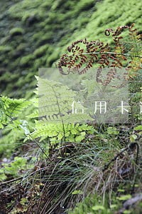 信用卡逾期了开税票可以开吗 信用卡逾期了开税票可以开吗