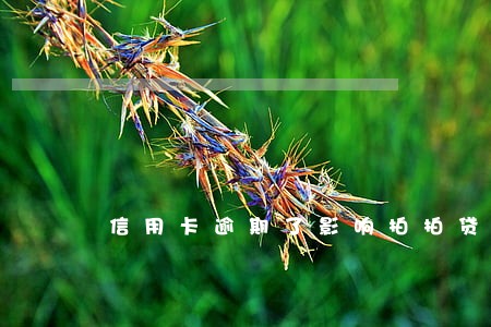 信用卡逾期了影响拍拍贷吗 信用卡逾期了影响拍拍贷吗