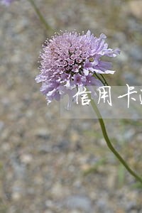 信用卡逾期了往上还钱多久显示 信用卡逾期了往上还钱多久显示