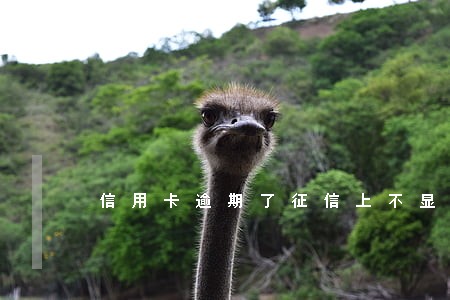 信用卡逾期了征信上不显示 信用卡逾期了征信上不显示