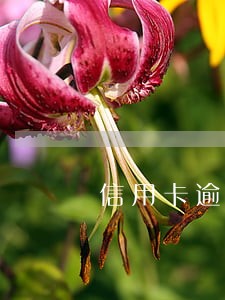 信用卡逾期了征信有影响怎么办 信用卡逾期了征信有影响怎么办