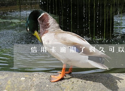 信用卡逾期了很久可以协商吗 信用卡逾期了很久可以协商吗