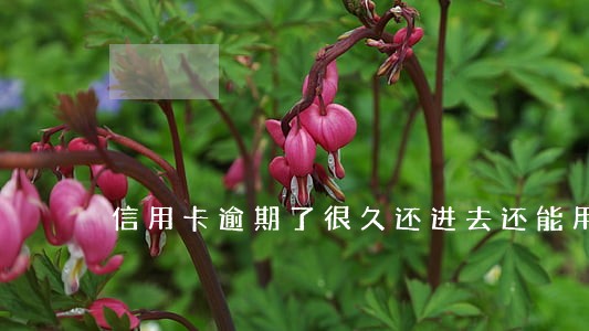 信用卡逾期了很久还进去还能用吗 信用卡逾期了很久还进去还能用吗