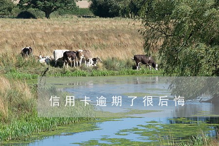 信用卡逾期了很后悔 信用卡逾期了很后悔
