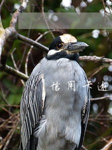 信用卡逾期了很多次影响征信吗 信用卡逾期了很多次影响征信吗