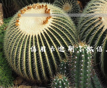 信用卡逾期了微信上还款还不进
