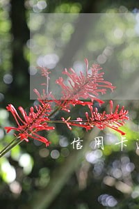 信用卡逾期了忘记了怎么办