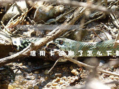 信用卡逾期了怎么下载通知 信用卡逾期了怎么下载通知