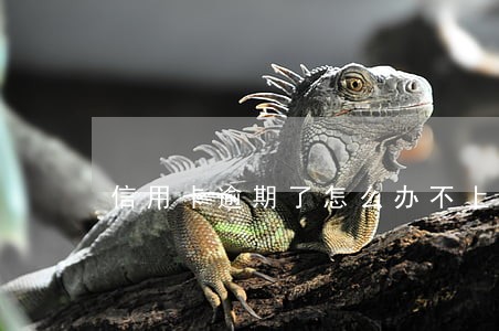 信用卡逾期了怎么办不上征信