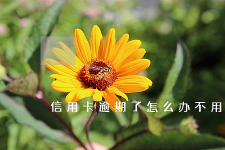 信用卡逾期了怎么办不用上征信