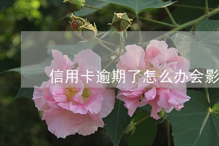 信用卡逾期了怎么办会影响房贷 信用卡逾期了怎么办会影响房贷