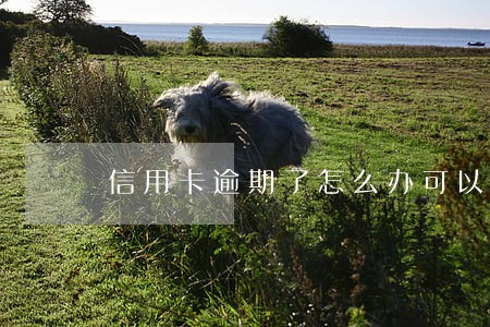 信用卡逾期了怎么办可以分期吗 信用卡逾期了怎么办可以分期吗