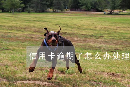 信用卡逾期了怎么办处理 信用卡逾期了怎么办处理