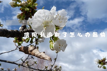 信用卡逾期了怎么办最快还款方法