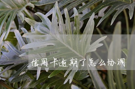 信用卡逾期了怎么协调 信用卡逾期了怎么协调