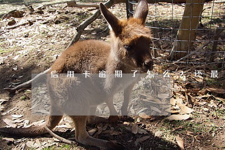 信用卡逾期了怎么去还最划算 信用卡逾期了怎么去还最划算