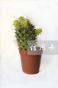 信用卡逾期了怎么才能提升额度 信用卡逾期了怎么才能提升额度