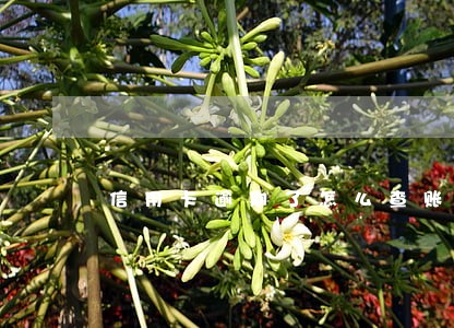 信用卡逾期了怎么查账单 信用卡逾期了怎么查账单