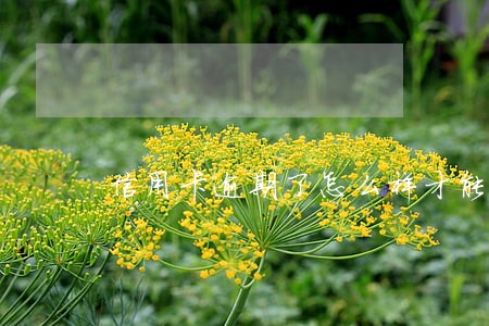 信用卡逾期了怎么样才能继续使用