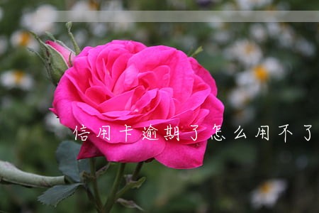 信用卡逾期了怎么用不了怎么办 信用卡逾期了怎么用不了怎么办
