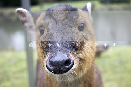 信用卡逾期了怎么申诉