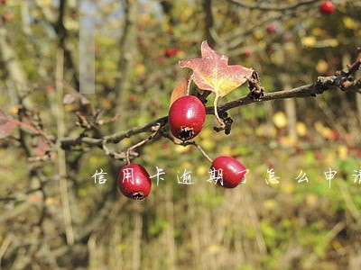 信用卡逾期了怎么申请延后 信用卡逾期了怎么申请延后