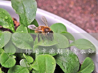 信用卡逾期了怎么知道 信用卡逾期了怎么知道