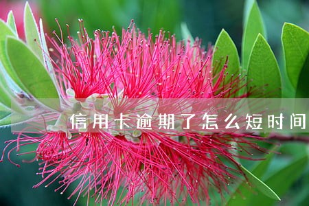 信用卡逾期了怎么短时间恢复信用 信用卡逾期了怎么短时间恢复信用
