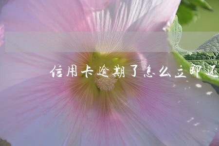 信用卡逾期了怎么立即还钱 信用卡逾期了怎么立即还钱