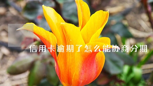 信用卡逾期了怎么能协商分期 信用卡逾期了怎么能协商分期