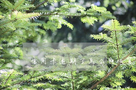 信用卡逾期了怎么能恢复 信用卡逾期了怎么能恢复